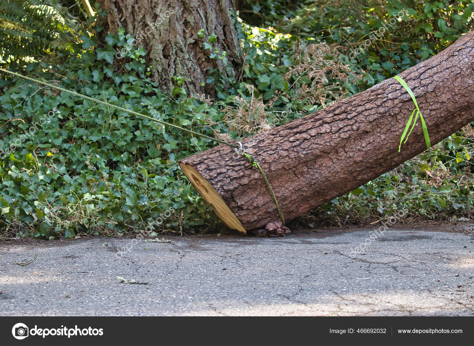 Log from fallen tree being pulled by rope Stock Photo by ©trjiii 466692032