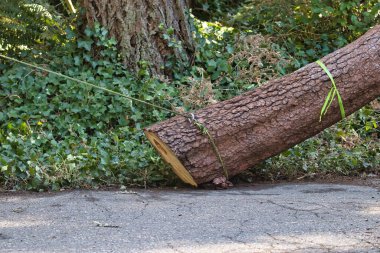 log from fallen tree being pulled by rope clipart