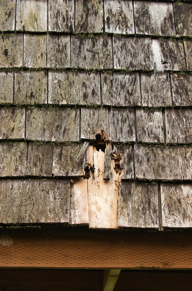 Buracos em telhas de madeira criadas por balas — Fotografia de Stock