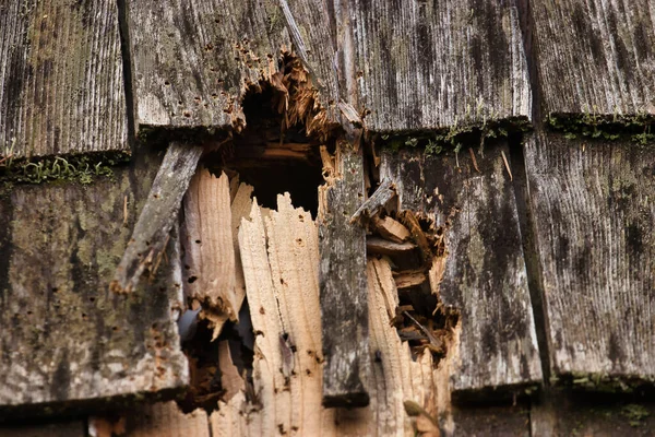 Buracos em telhas de madeira criadas por balas — Fotografia de Stock