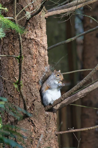 Kövér mókus ül egy fenyőfán egy dióval — Stock Fotó