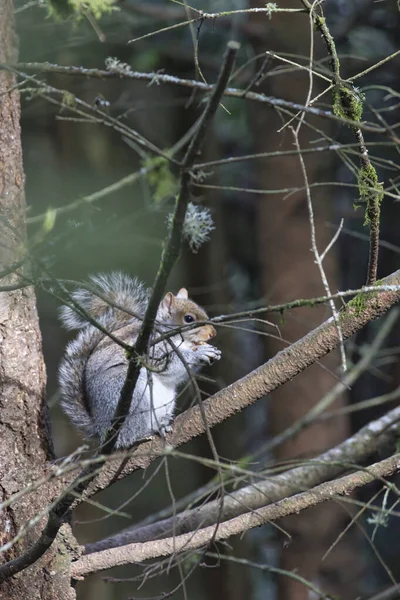Quirel gordo sentado em um pinheiro com uma noz — Fotografia de Stock