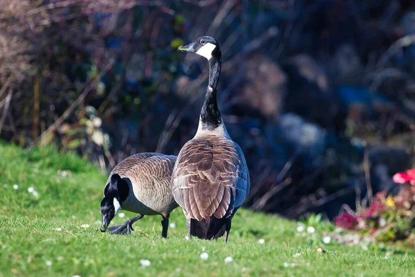 Dois gansos em um gramado verde com camimila selvagem — Fotografia de Stock