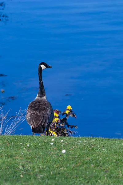 Eine Kanadische Gans, die am Rande eines Gewässers steht — Stockfoto