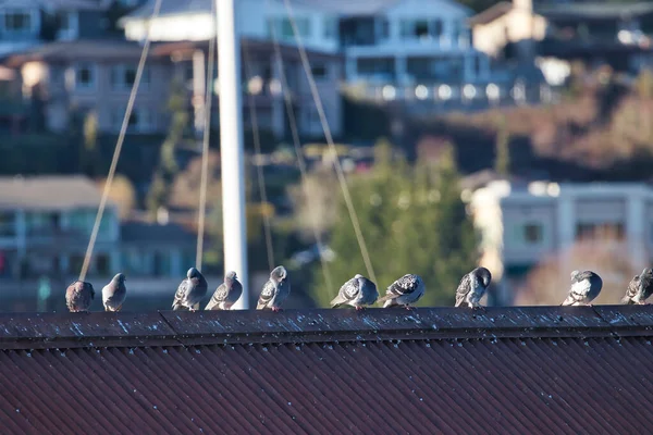 Una linea di piccioni su un tetto nel porto di Washington — Foto Stock