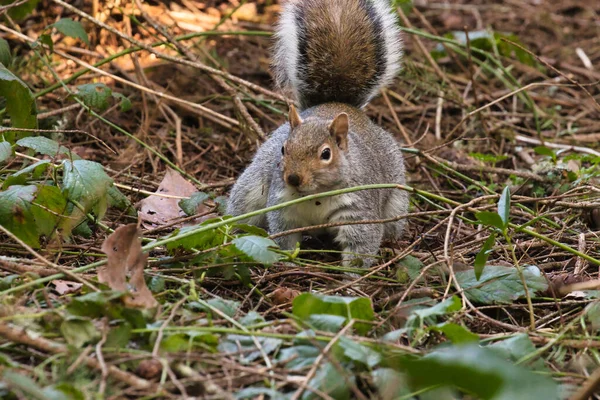 Flauschiges graues Eichhörnchen kauerte in Stöcken und war mit Schmutz bedeckt — Stockfoto