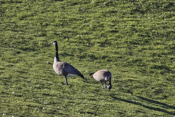 Zwei Kanadagänse grasen auf einer grünen Wiese in einem Park — Stockfoto