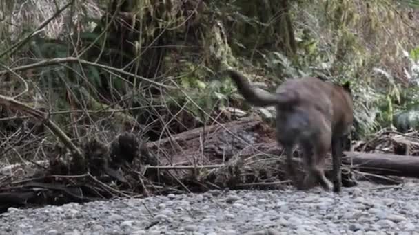 Perro feliz mirando y vagando por el bosque — Vídeo de stock