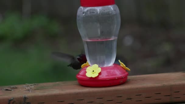 Colibrì che volano sul retro di un alimentatore bevendo — Video Stock