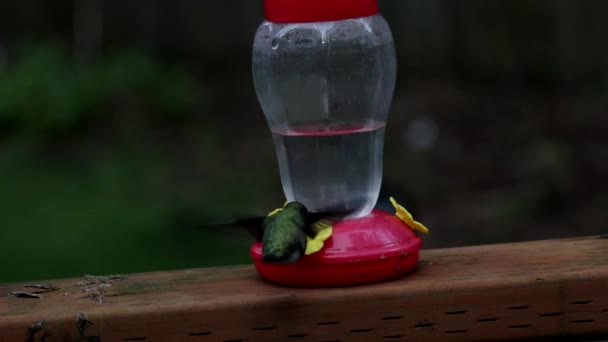 Colibrí macho verde y rosa brillante con alimentador rojo — Vídeo de stock