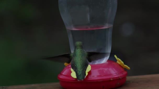 En grön hankolibri som dricker från röd matare — Stockvideo