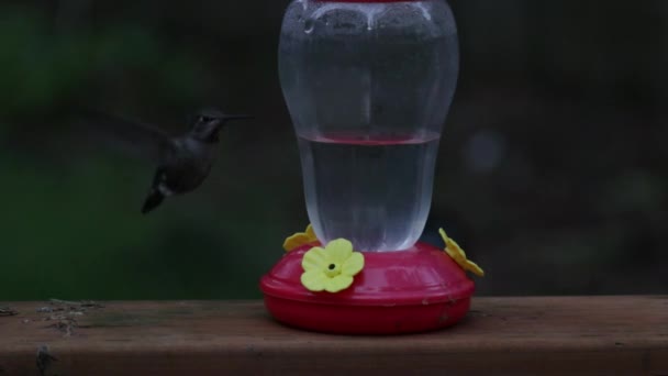 Grön och rosa kolibri dricka och flyga arround matare — Stockvideo
