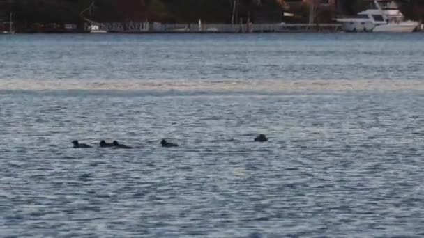 Måsar och ankor som flyter runt pugetljudet — Stockvideo