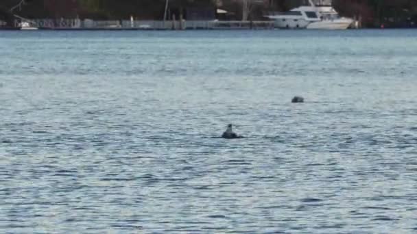 Måsar och ankor som flyter runt pugetljudet — Stockvideo