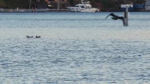 Måsar och ankor som flyter runt pugetljudet — Stockvideo