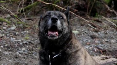 Mutlu köpek arıyor ve ormanda dolanıyor.