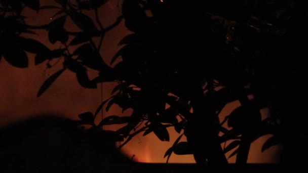 Flammen, Funken und Rauch steigen hinter dem Baum auf — Stockvideo