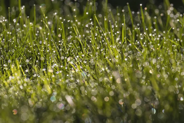 Gotas de rocío en hierba verde con sol de oro — Foto de Stock