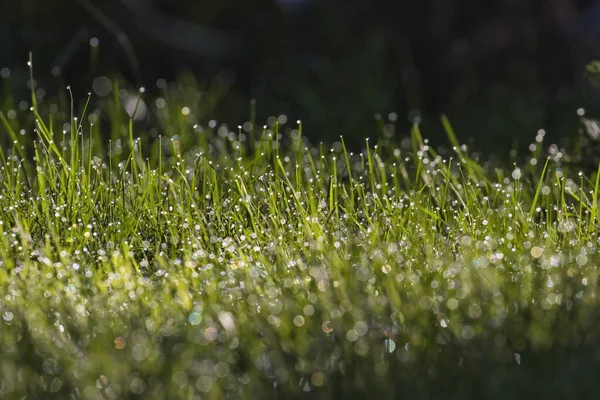 Luz solar dourada em gotas de orvalho na grama — Fotografia de Stock