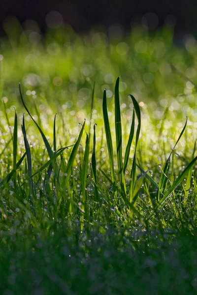 Grama verde longa com gotas de orvalho brilhante — Fotografia de Stock