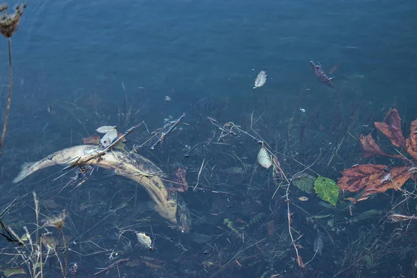 a dead wild fish floating on the surface of a lake or river