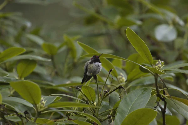 Kolibri mitt i ett litet träd eller stor buske — Stockfoto