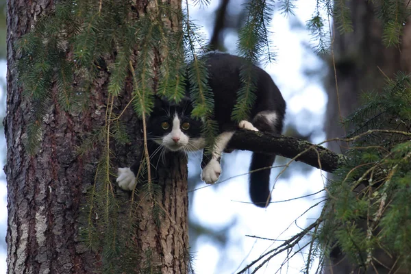 Gato joven blanco y negro aferrado a un árbol — Foto de Stock