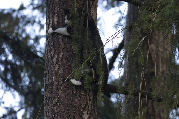 Ung svart och vit katt klamrar sig fast vid ett träd — Stockfoto