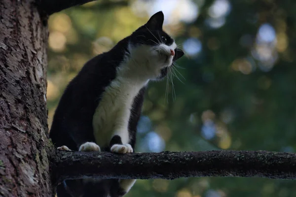 Gato adulto preto e branco em pé em um pinheiro — Fotografia de Stock