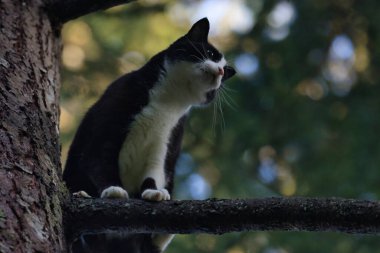 Siyah beyaz yetişkin kedi bir çam ağacında dikiliyor.