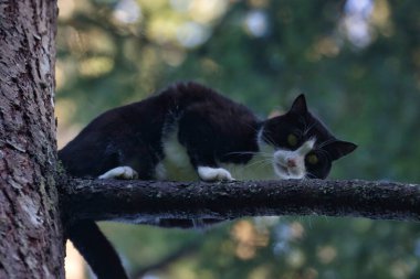 Genç bir kedi ağaçta tünemiş.