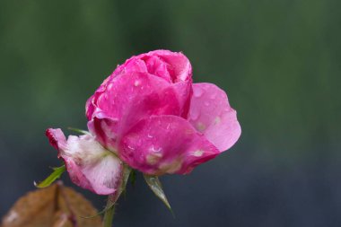 Pembe parlak, kalın gül tomurcuğu suyla kaplı