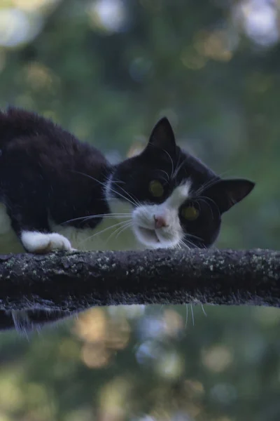 Gato adulto jovem empoleirado no alto de uma árvore — Fotografia de Stock