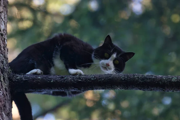 Gato adulto jovem empoleirado no alto de uma árvore — Fotografia de Stock