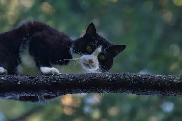 Ung vuxen katt högt uppe i ett träd — Stockfoto