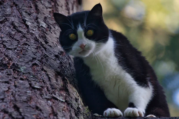 Schwarz-weiße erwachsene Katze im Stehen in einer Kiefer — Stockfoto