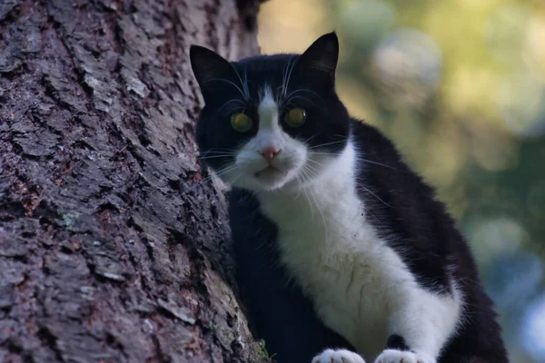 Gato adulto preto e branco em pé em um pinheiro — Fotografia de Stock