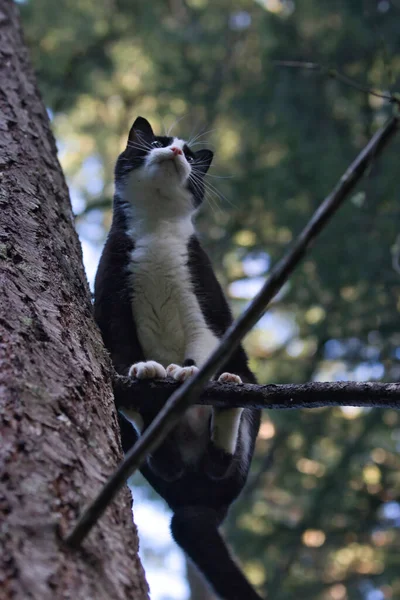 松の木の上に立つ黒猫と白猫 — ストック写真