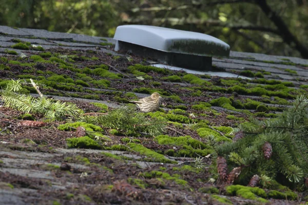 Moss covered roof in need of repair with bird Royalty Free Stock Images