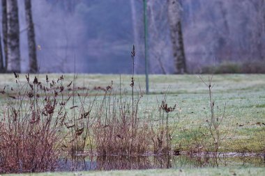 Sulak alandaki yabani ot stoklarının üzerinde kuruyan yabani tohum