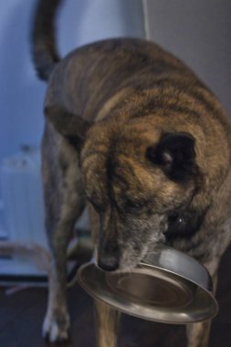 Köpek ağzında kaseyle yemek istiyor.