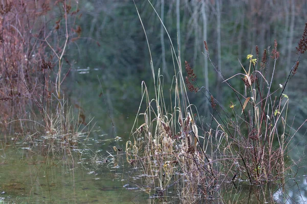 Malas hierbas y árboles pequeños que crecen fuera de un estanque — Foto de Stock