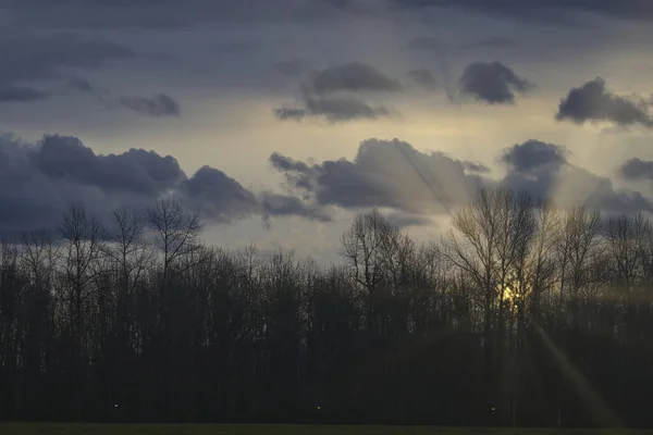 Amanecer temprano a través de los árboles bajo el cielo nublado — Foto de Stock