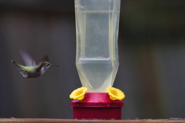 vızıldayan kuş etrafta uçuyor ve besleyiciden içiyor.