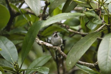 Tek bir sinekkuşu orman ormanında oturuyor.