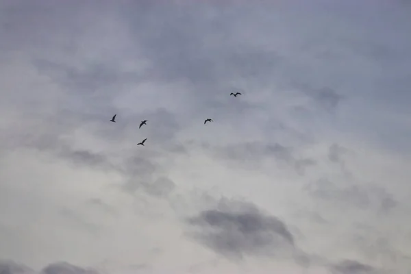 En liten flock fåglar som flyger sent på kvällen — Stockfoto