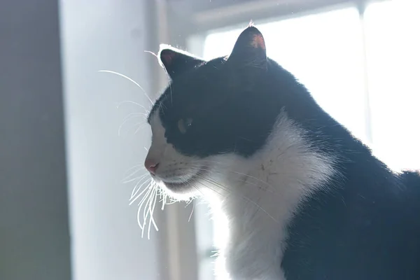 Gato preto e branco na frente de uma janela — Fotografia de Stock