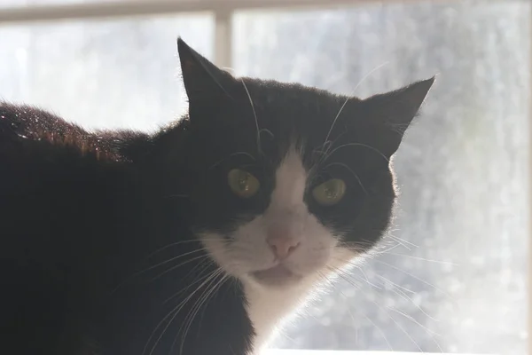 Gato preto e branco na frente de uma janela — Fotografia de Stock