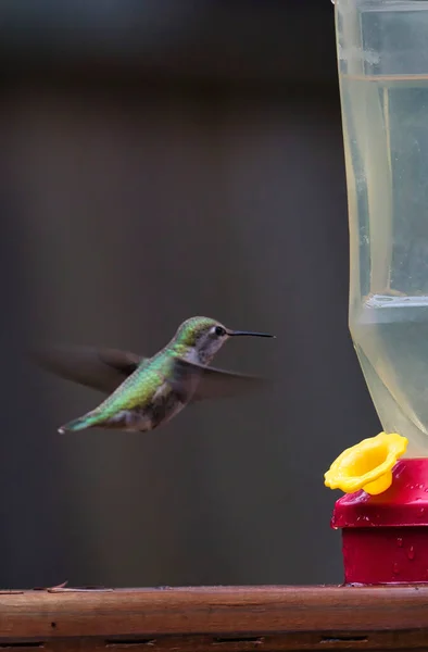 humming bird hovering around and drinking from feeder