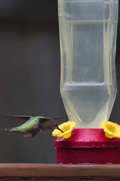 Nynnar fågeln svävar runt och dricker från mataren — Stockfoto